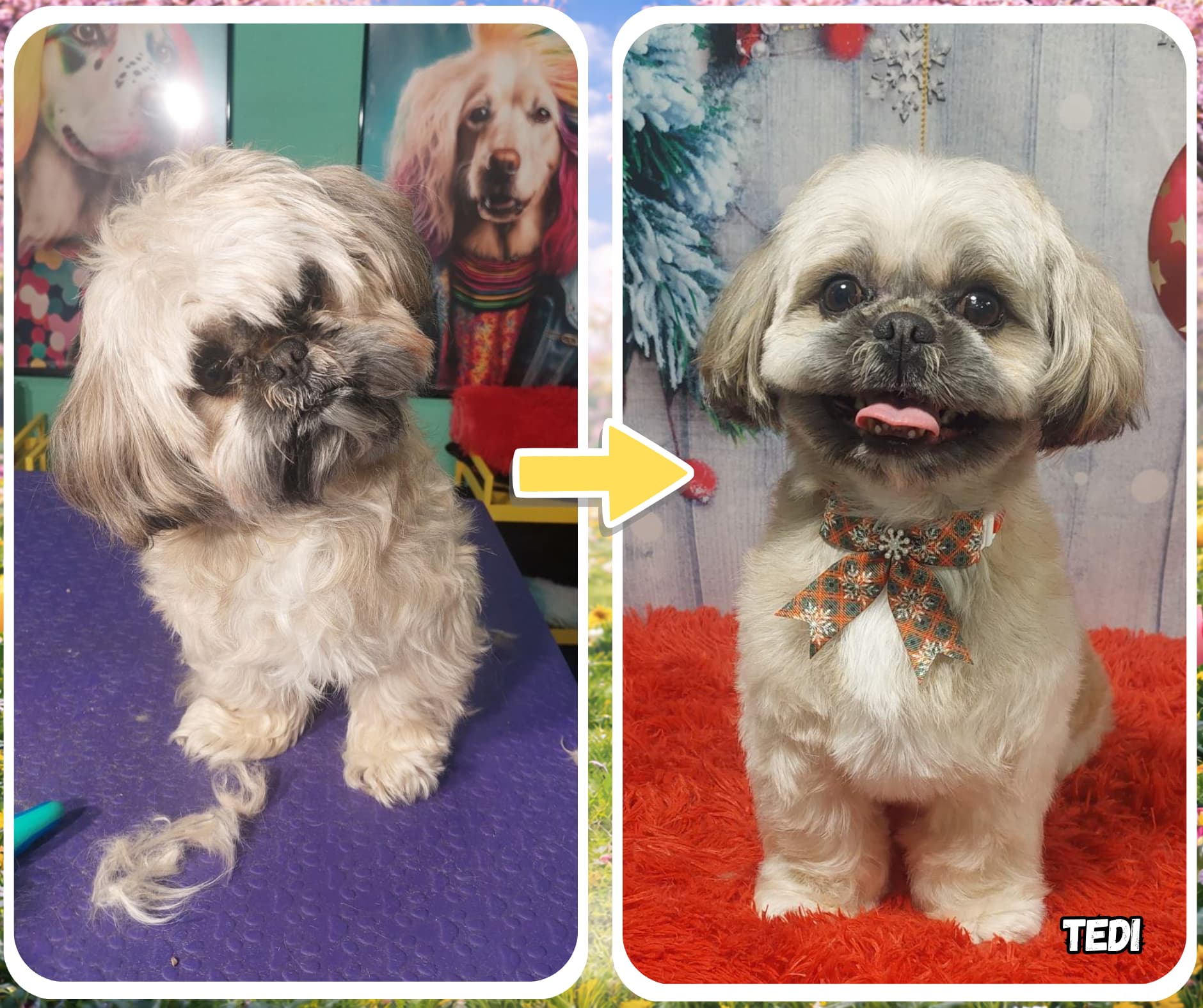 Shih tzu pred in po